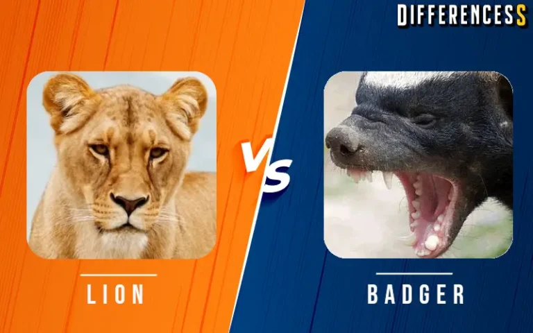 African Lion vs Honey Badger
