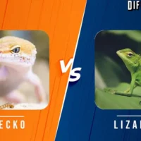 Gecko vs Lizard