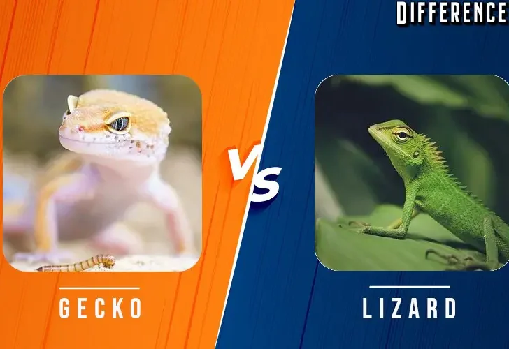 Gecko vs Lizard Differences and Comparison