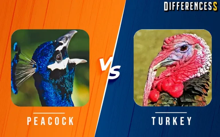 Peacock vs Turkey