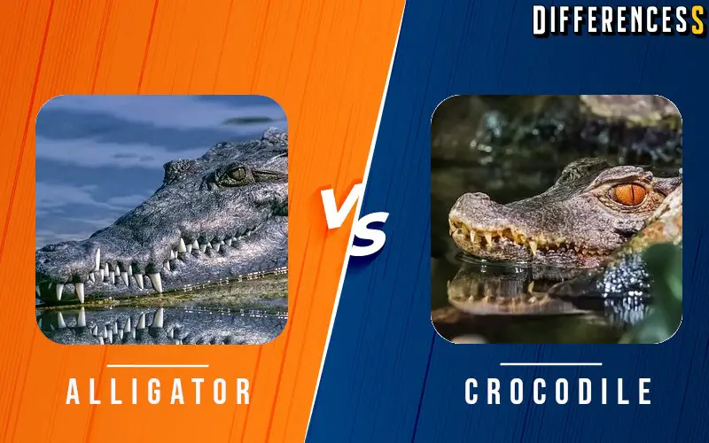 Alligator vs Crocodile