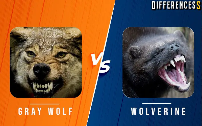 Wolverine vs Wolf Differences and Comparison 1 Wolverine vs Wolf