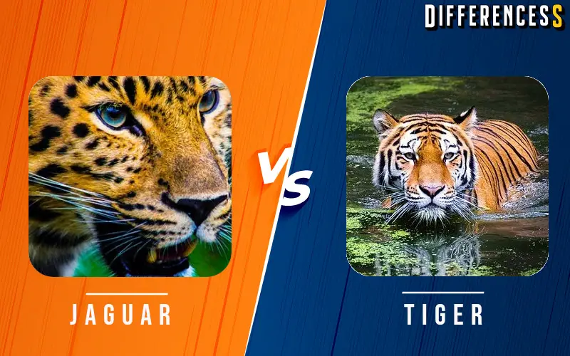 Jaguar vs Tiger