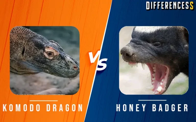 Komodo Dragon vs Honey Badger