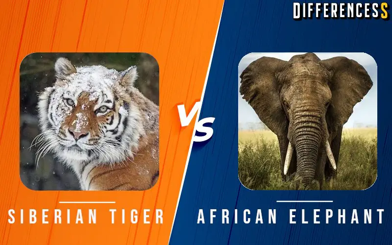 Siberian Tiger vs African Elephant