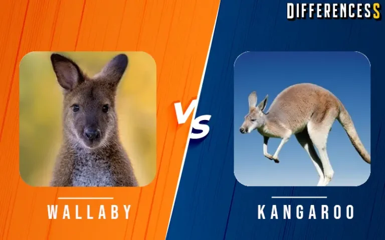 Wallaby vs Kangaroo