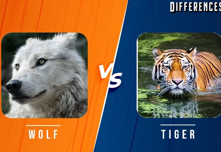 Gray Wolf vs Tiger Differences and Comparison