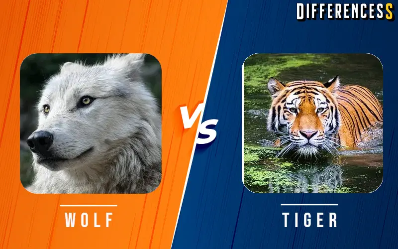 Gray Wolf vs Tiger