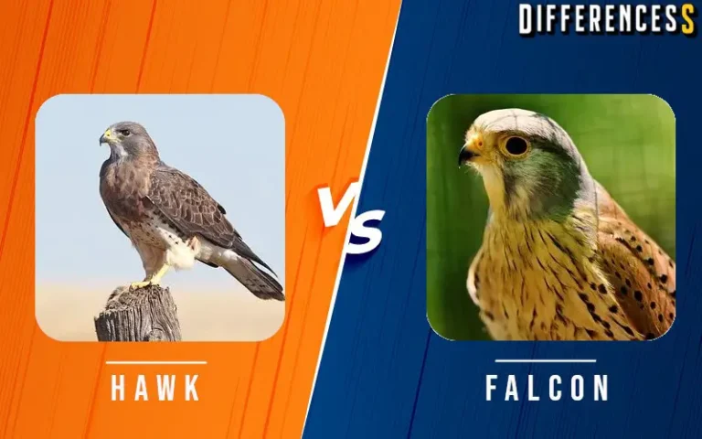 Falcon vs Hawk Differences