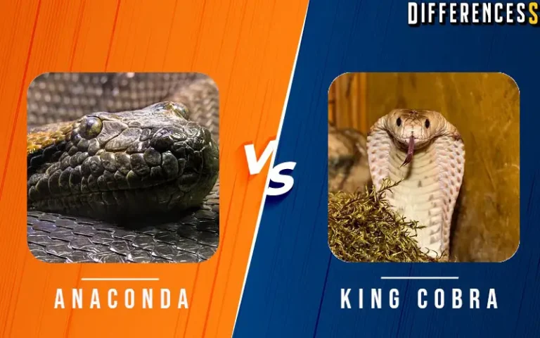 King Cobra vs Green Anaconda