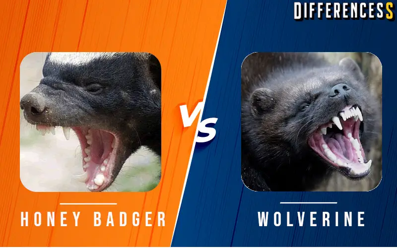 Wolverine vs Honey badger