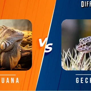 Iguana vs Gecko