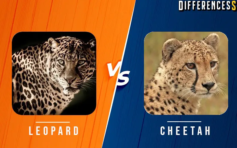 Leopard vs Cheetah