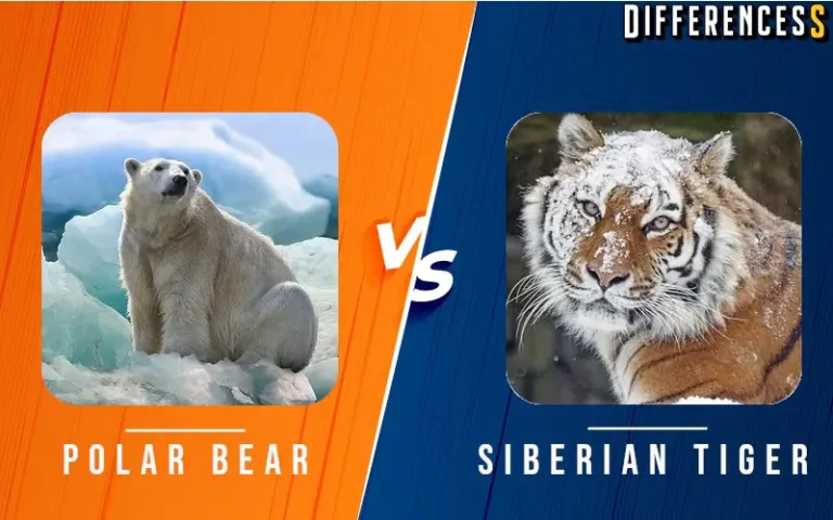 polar bear vs siberian tiger
