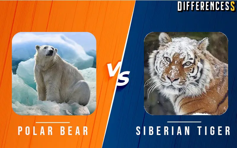 polar bear vs siberian tiger