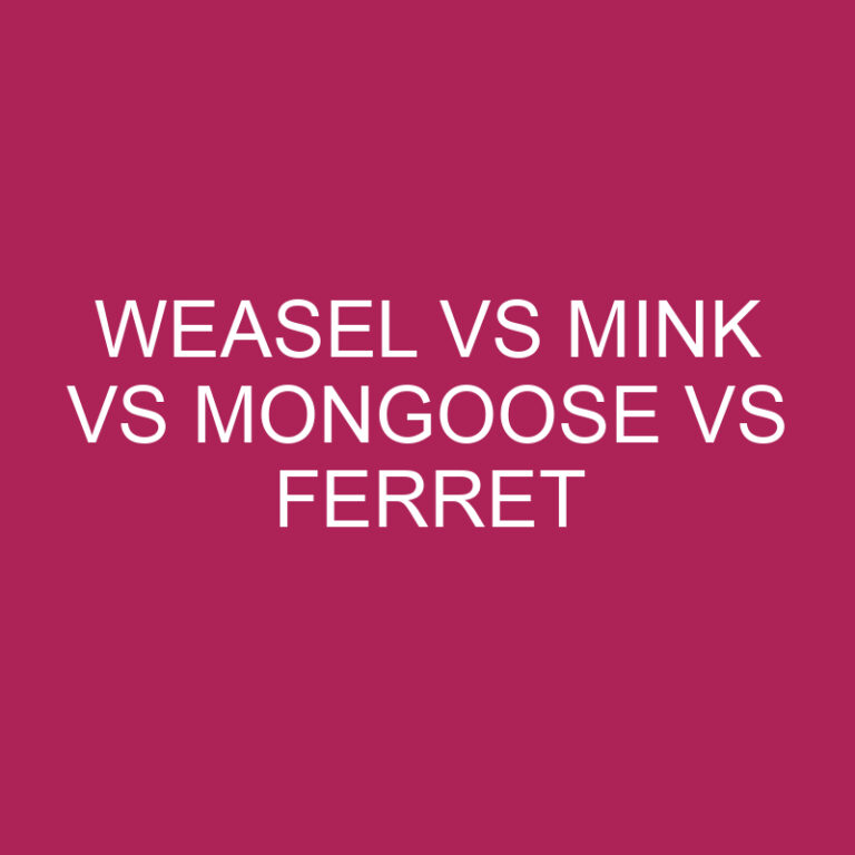 Weasel Vs Mink Vs Mongoose Vs Ferret