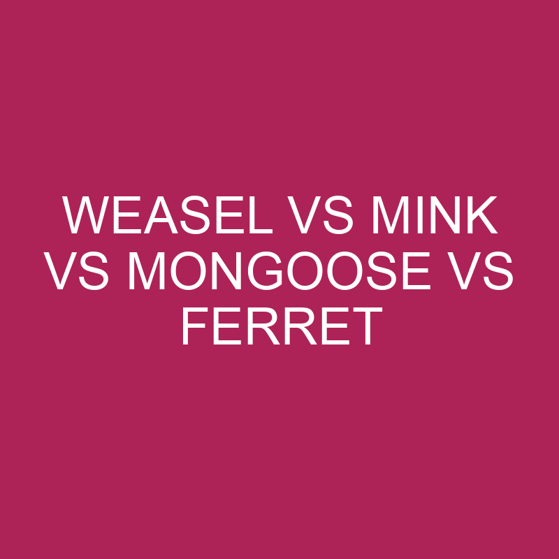 Weasel Vs Mink Vs Mongoose Vs Ferret