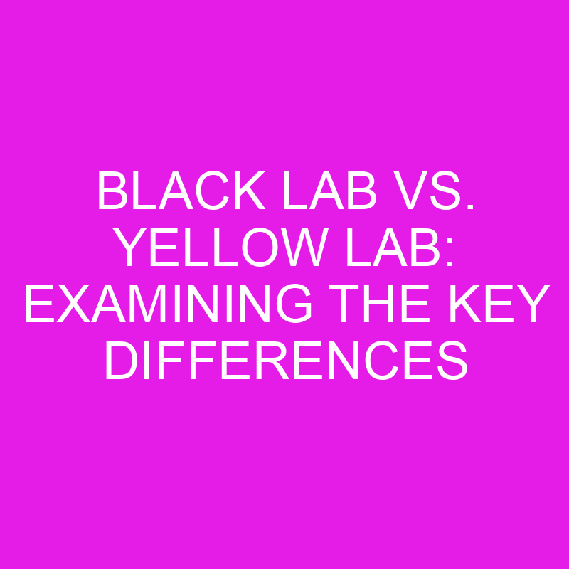 black lab vs yellow lab examining the key differences 11978