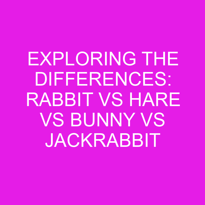 exploring the differences rabbit vs hare vs bunny vs jackrabbit 11899