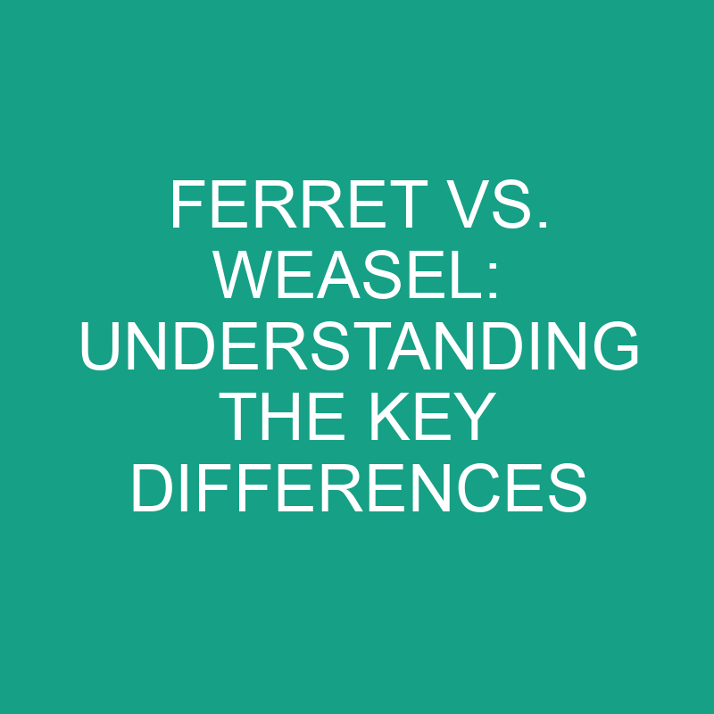 ferret vs weasel understanding the key differences 11888