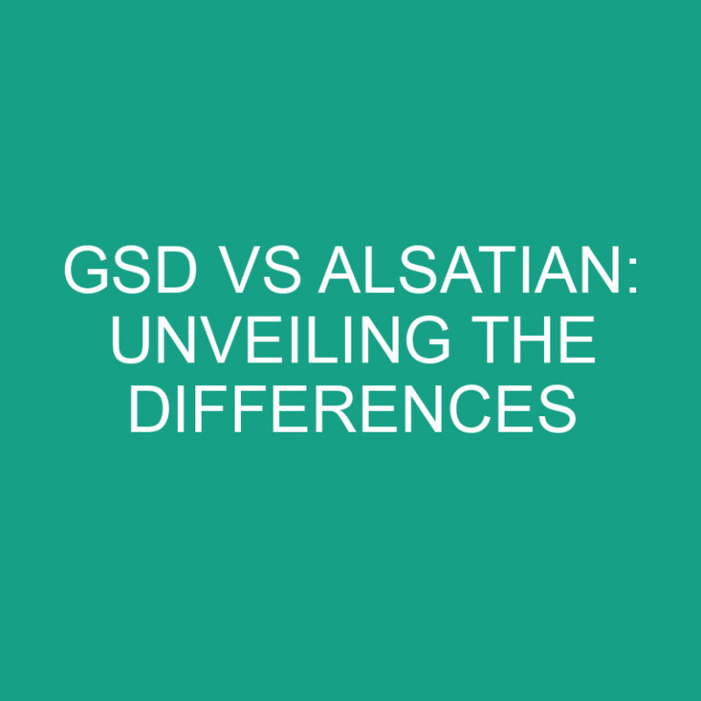 GSD vs Alsatian: Unveiling the Differences