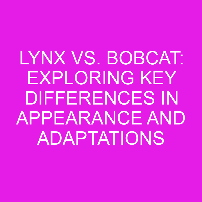 lynx vs bobcat exploring key differences in appearance and adaptations 11908