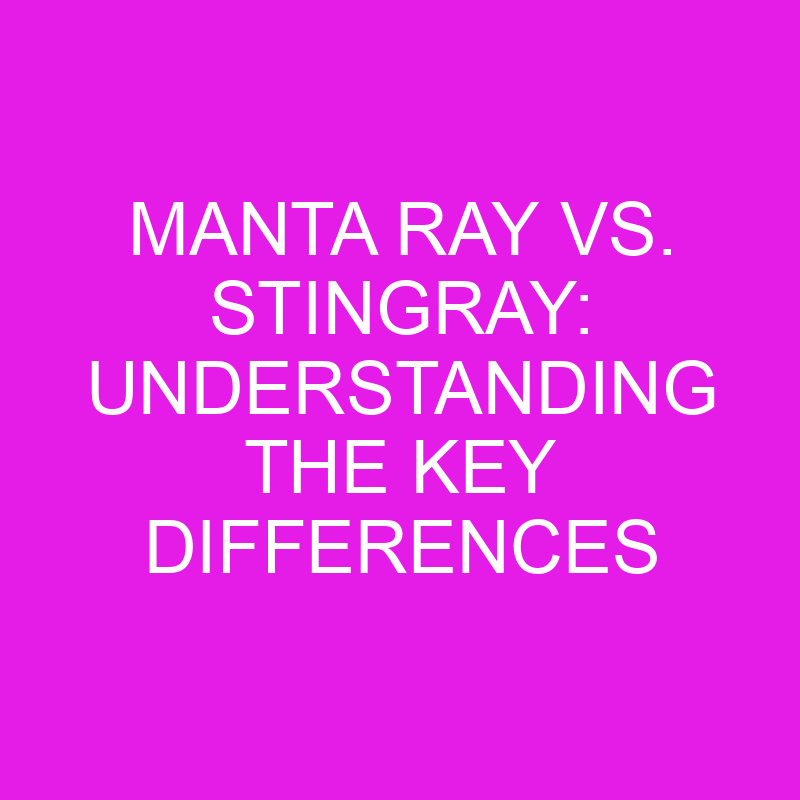 manta ray vs stingray understanding the key differences 11933