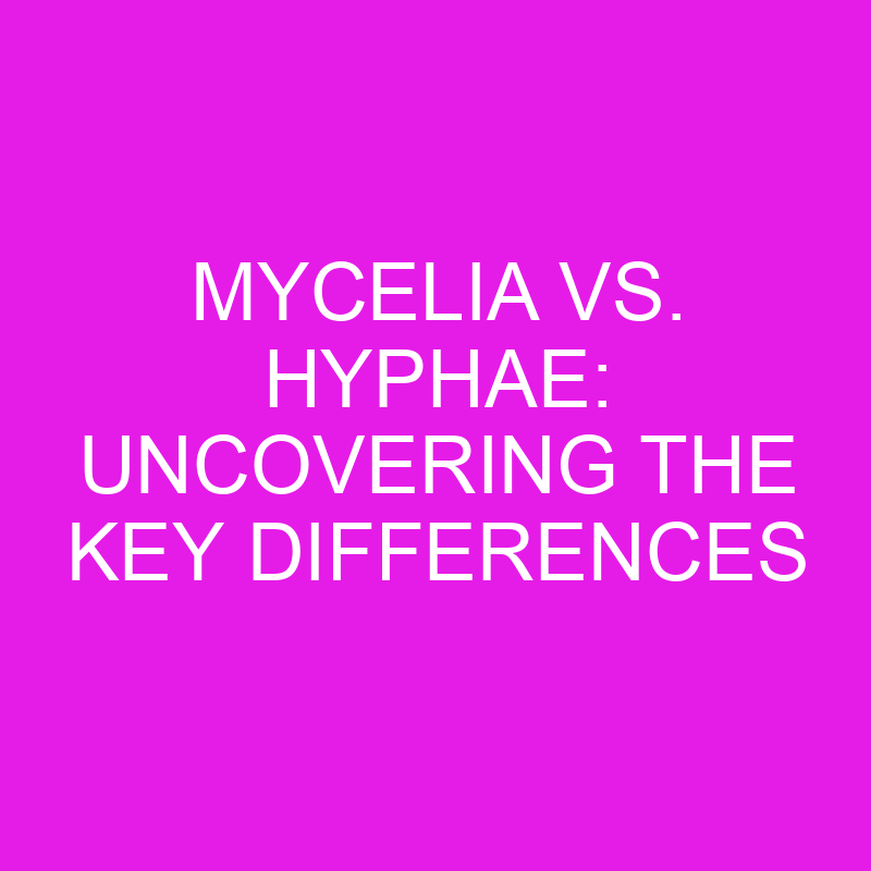 mycelia vs hyphae uncovering the key differences 11937
