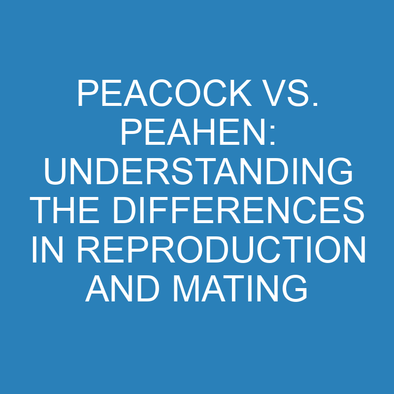 peacock vs peahen understanding the differences in reproduction and mating 11760