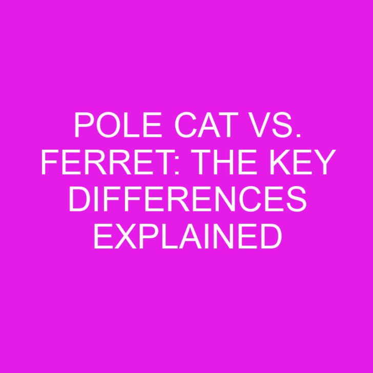 Pole Cat vs. Ferret: The Key Differences Explained