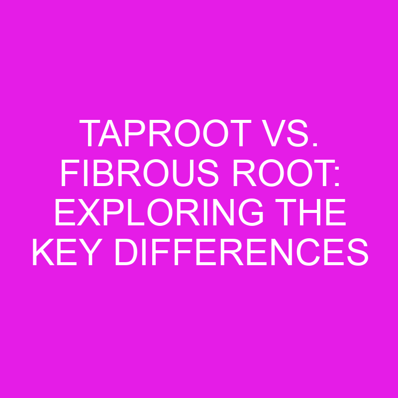 taproot vs fibrous root exploring the key differences 11883