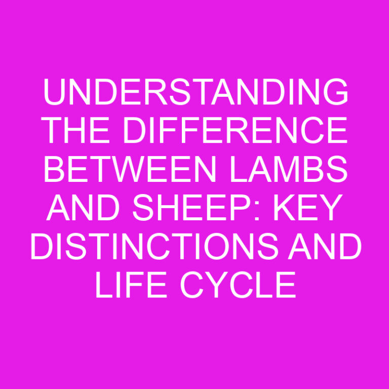 Difference Between Lambs and Sheep: Key Distinctions and Life Cycle