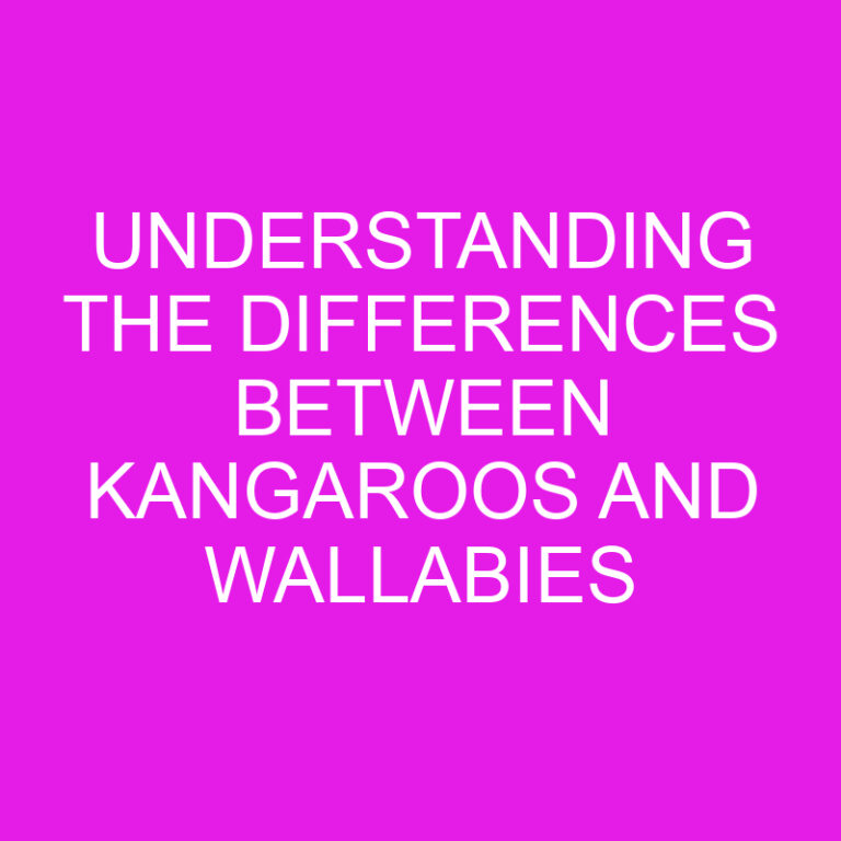 Understanding the Differences Between Kangaroos and Wallabies