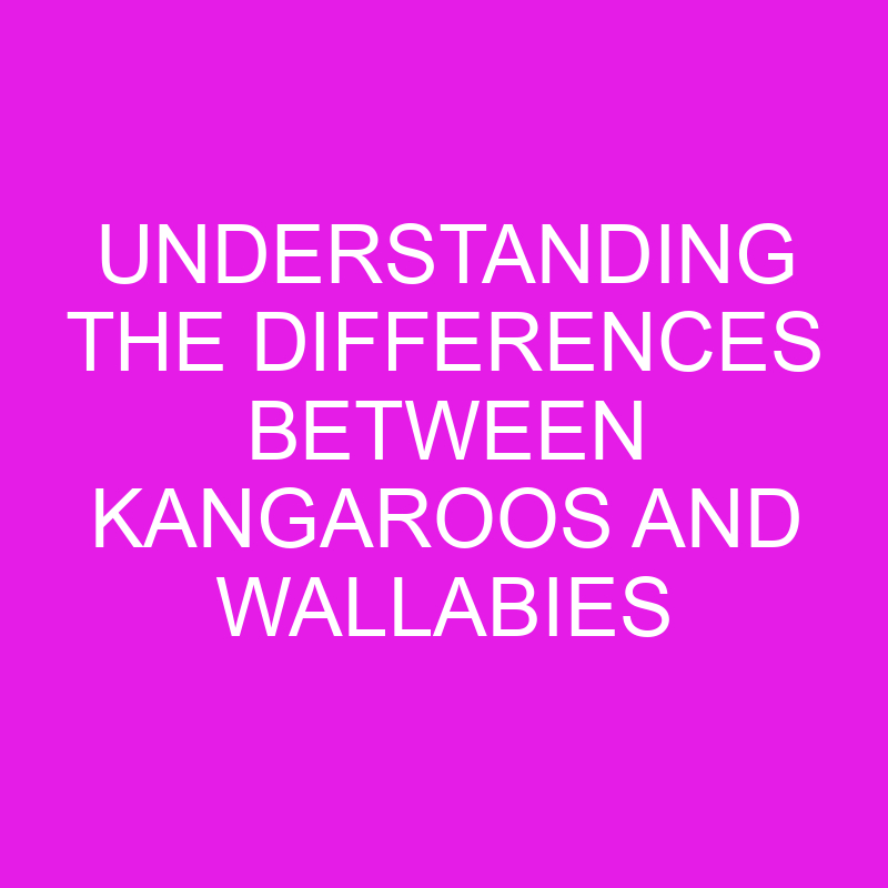 understanding the differences between kangaroos and wallabies 12008