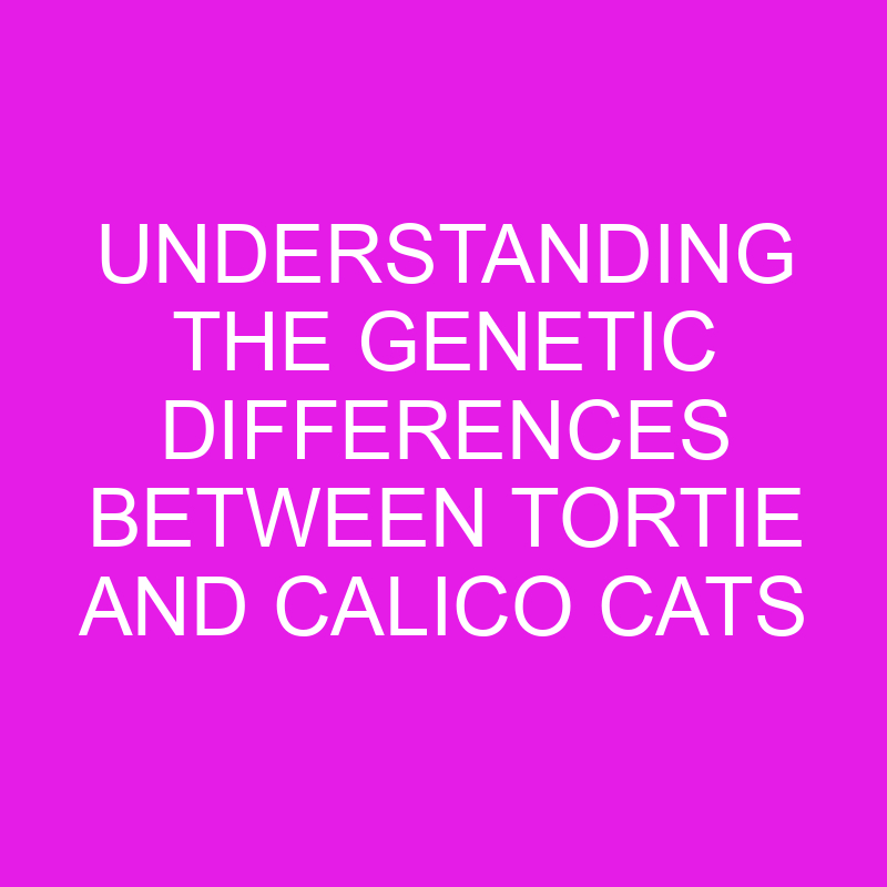 understanding the genetic differences between tortie and calico cats 12002